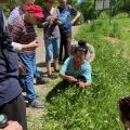 (8) 3 mai 2025 - sortie nature : les bienfaits des plantes sauvages
