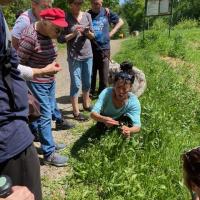 (8) 3 mai 2025 - sortie nature : les bienfaits des plantes sauvages