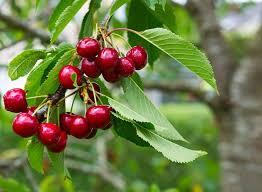 Cerises